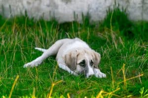 Dog 2723082 1920
