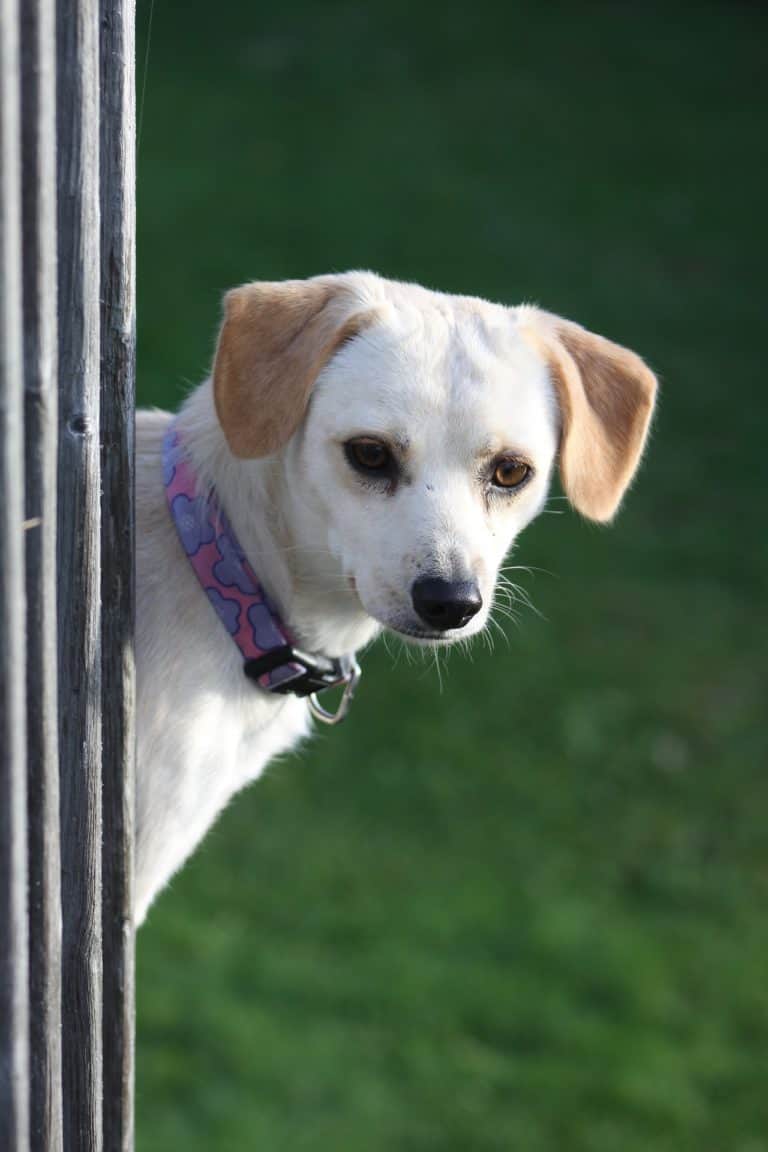 Creative Games to Stimulate Your Dog
