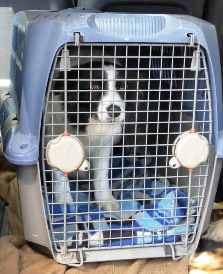 Thinking about air travel with your dog?