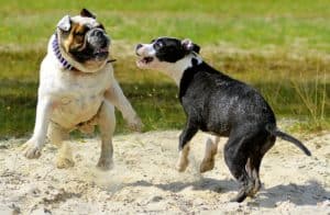 Dogs 2471458 1920