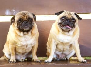 Pugs 2319433 1920