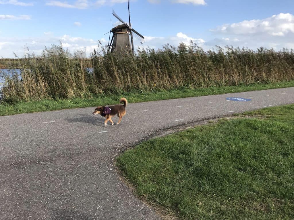 Kinderdijk 2017 10 21 15 49 2.