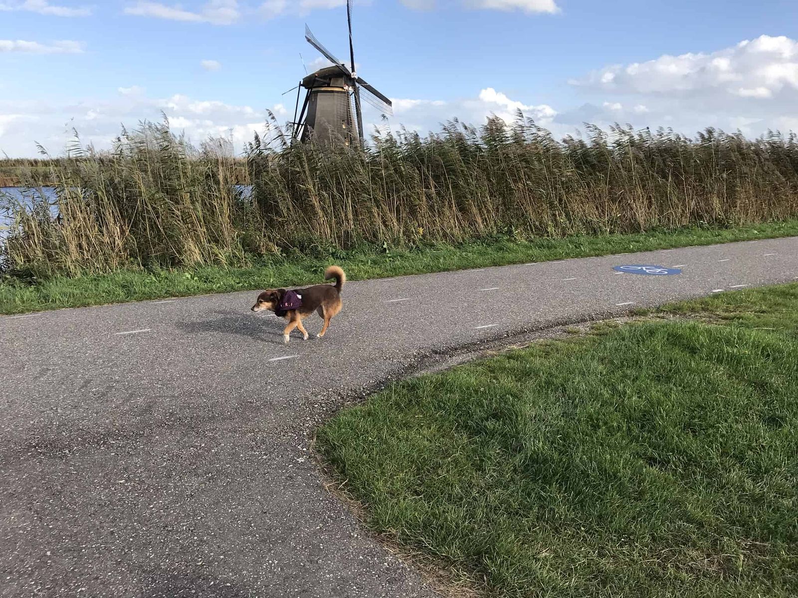 Kinderdijk 2017 10 21 15 49 2.