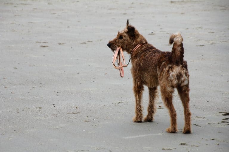 DOG TRICK:  Get your leash