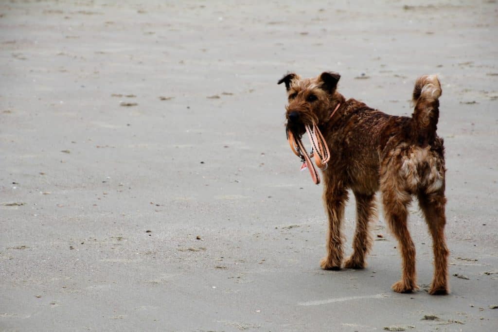 Dog 2010616 1920