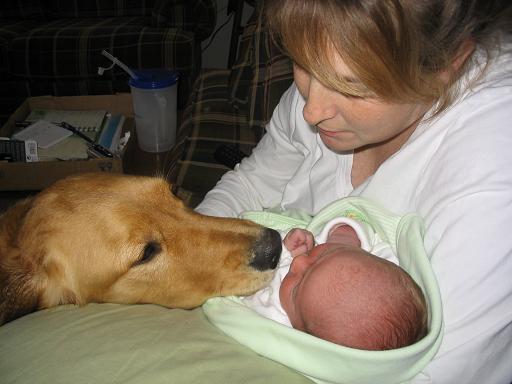 Introducing your Dog To Baby