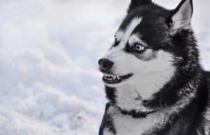 Dog 2414477 1920