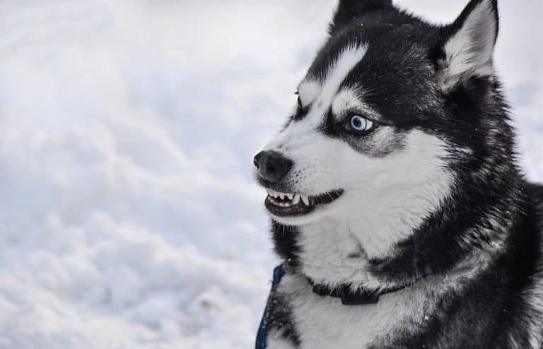 Ohio Dog Bite And Leash Laws