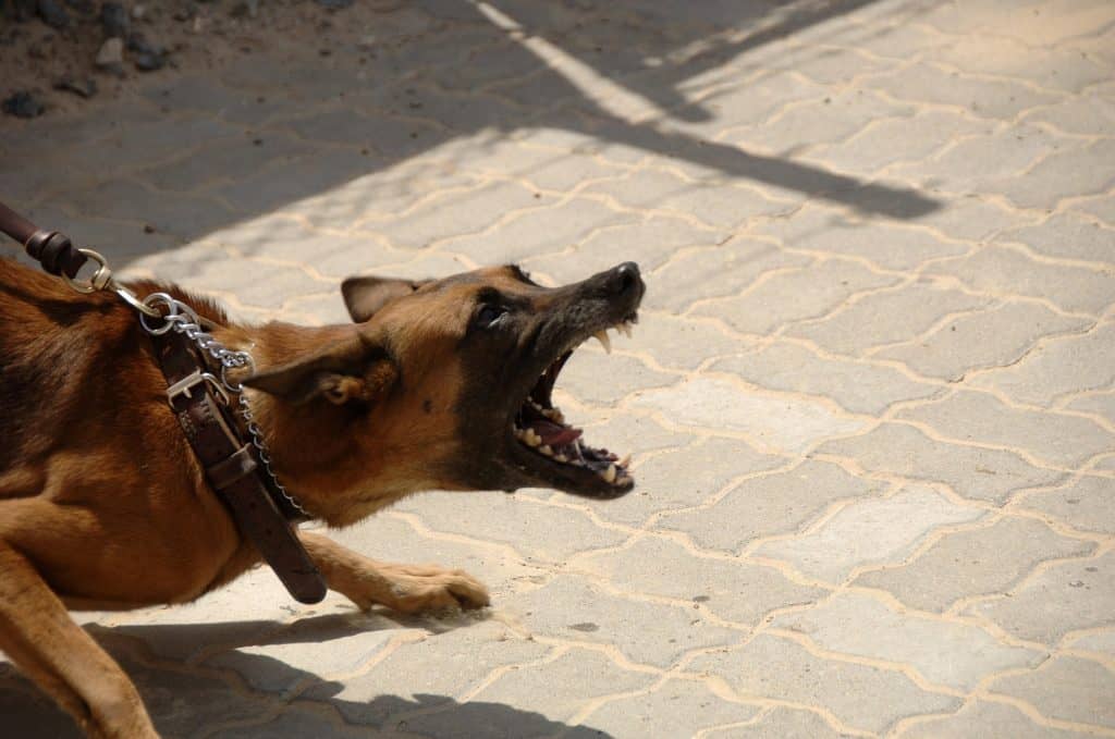 Dog 900215 1920