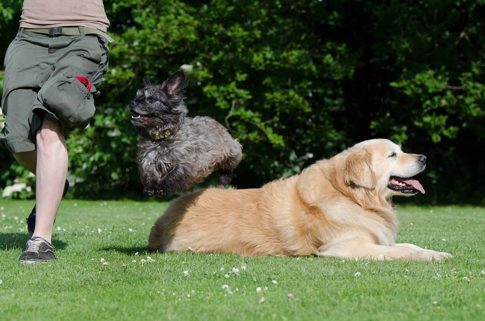 Dog Trick 750630 1920