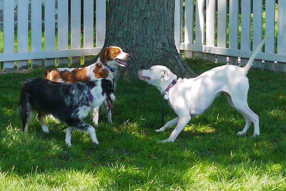 June Sophie Buzz And Oscar 2014