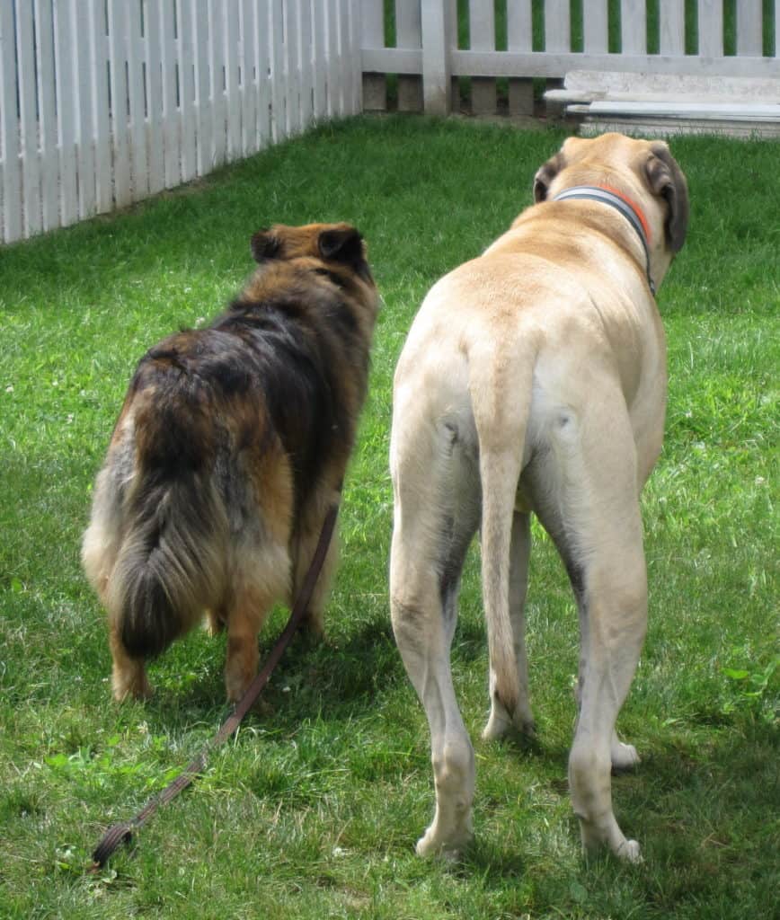 Moosesadie