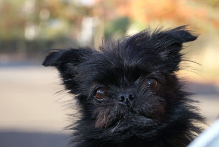 Understanding the Secret Language of Dogs: observing the hair or fur of a dog