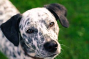 Dog 1699336 1920