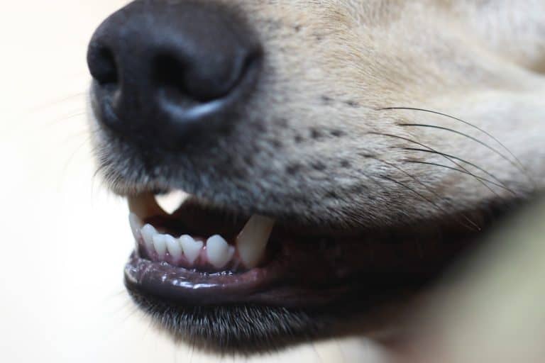 Understanding the Secret Language of Dogs: Analyzing a dog’s mouth