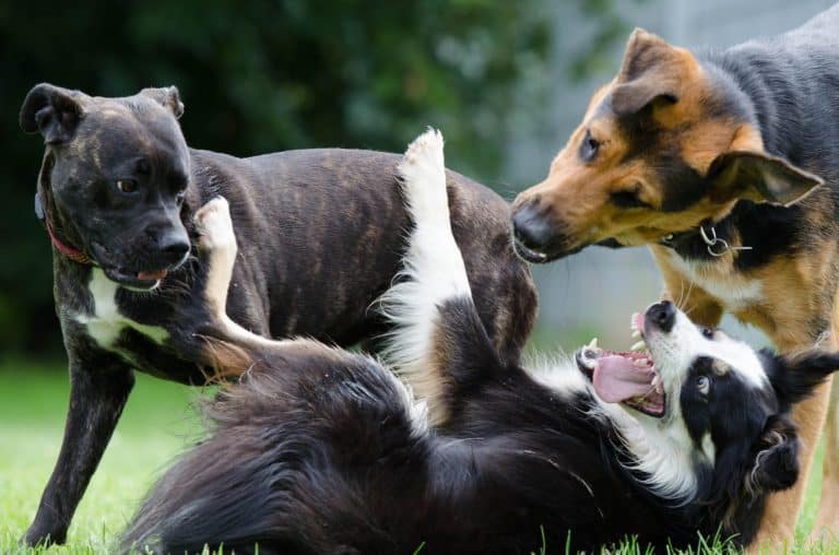 Do you know what a Canine Temperament Test is?