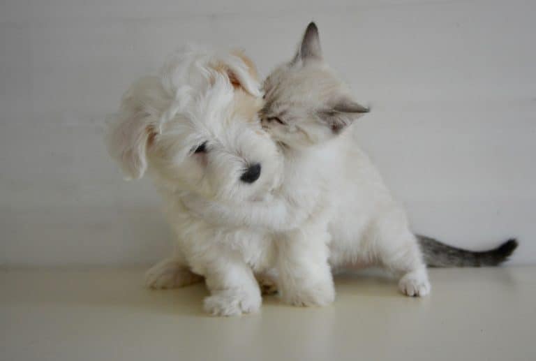 Canine Conversations: Tips For Socializing Your Puppy