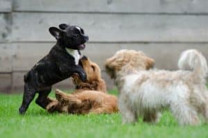 Playing Puppies 790638 1920