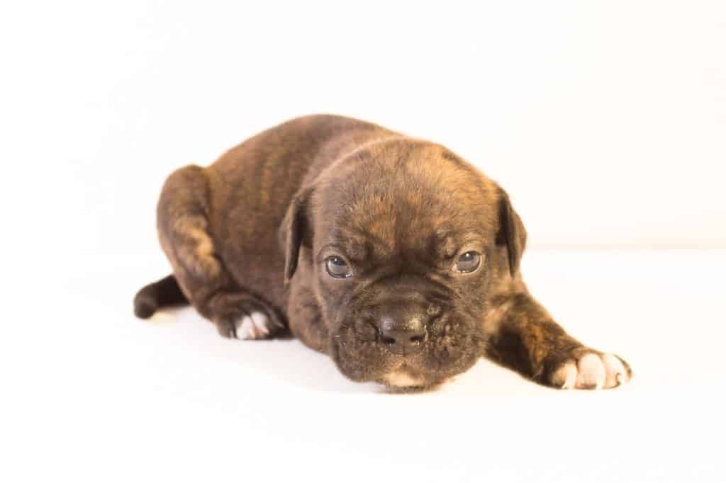 Puppy 2428644 1920