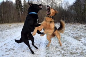 Dogs 1881255 1920
