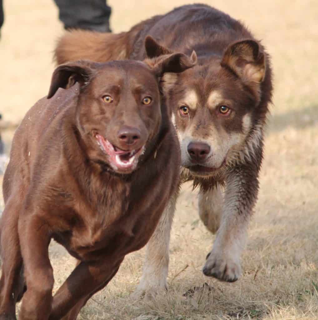 Dogs 2690581 1920