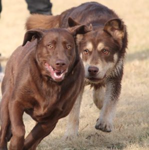 Dogs 2690581 1920