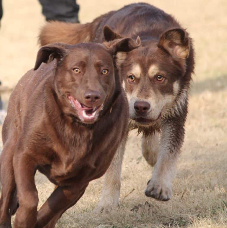 All you ever wanted to know about Prey Drive in Dogs