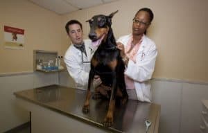 Veterinarians 739252 1280