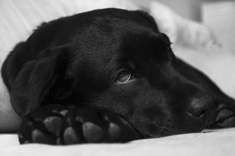 Canine Cough (aka Kennel Cough)