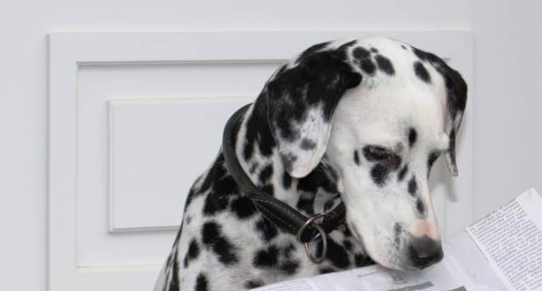 DOG TRICK: Teaching Nose to Book
