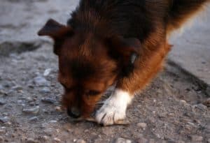 Dog 3305411 1920