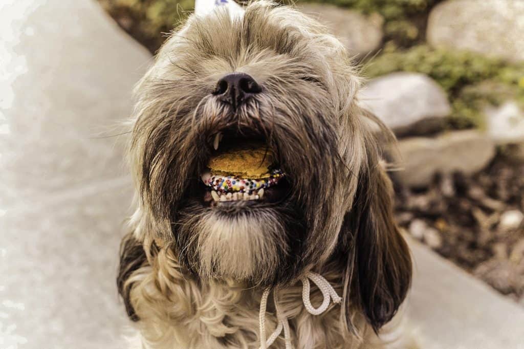 Shihtzu 841493 1920
