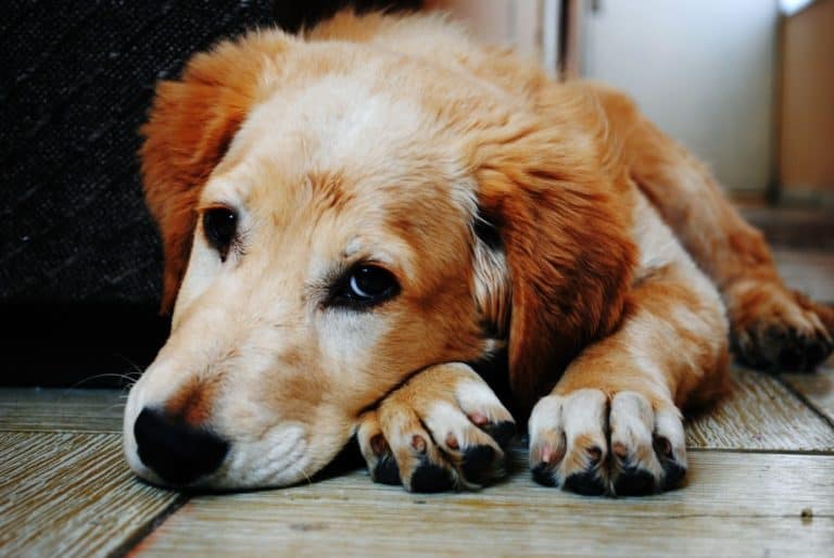 What You Need To Know When Your Dog Won’t Eat Or Drink