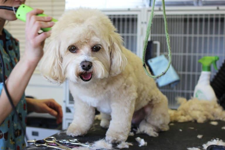How To Groom Your Dog at Home