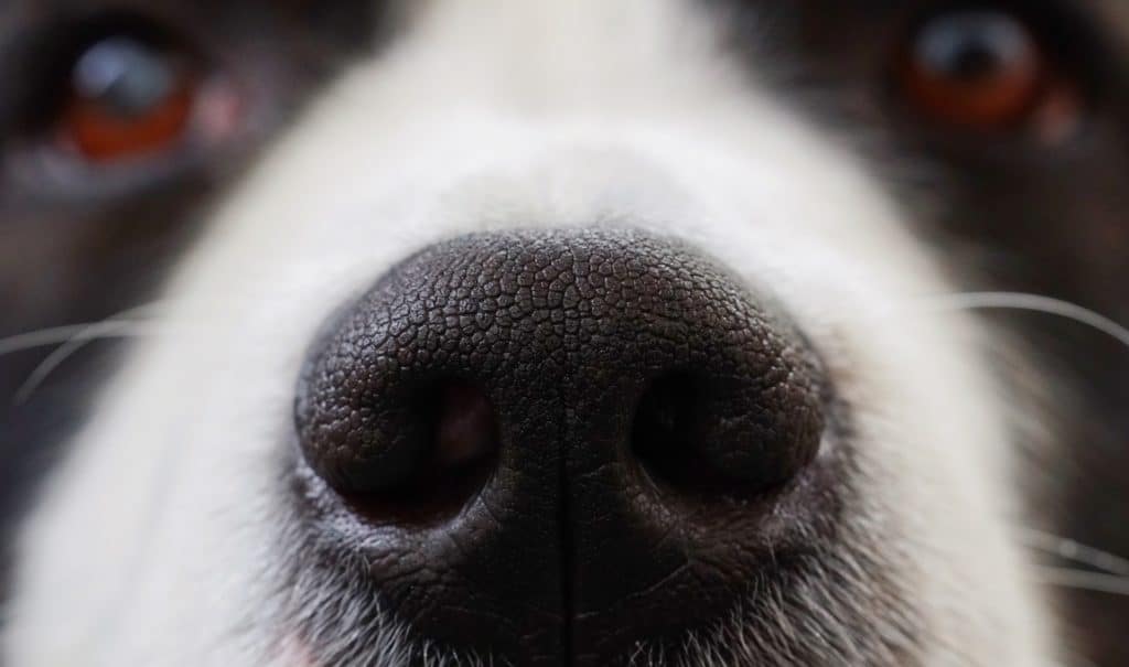 Dog 2225537 1920