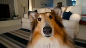 Dog 705820 1920