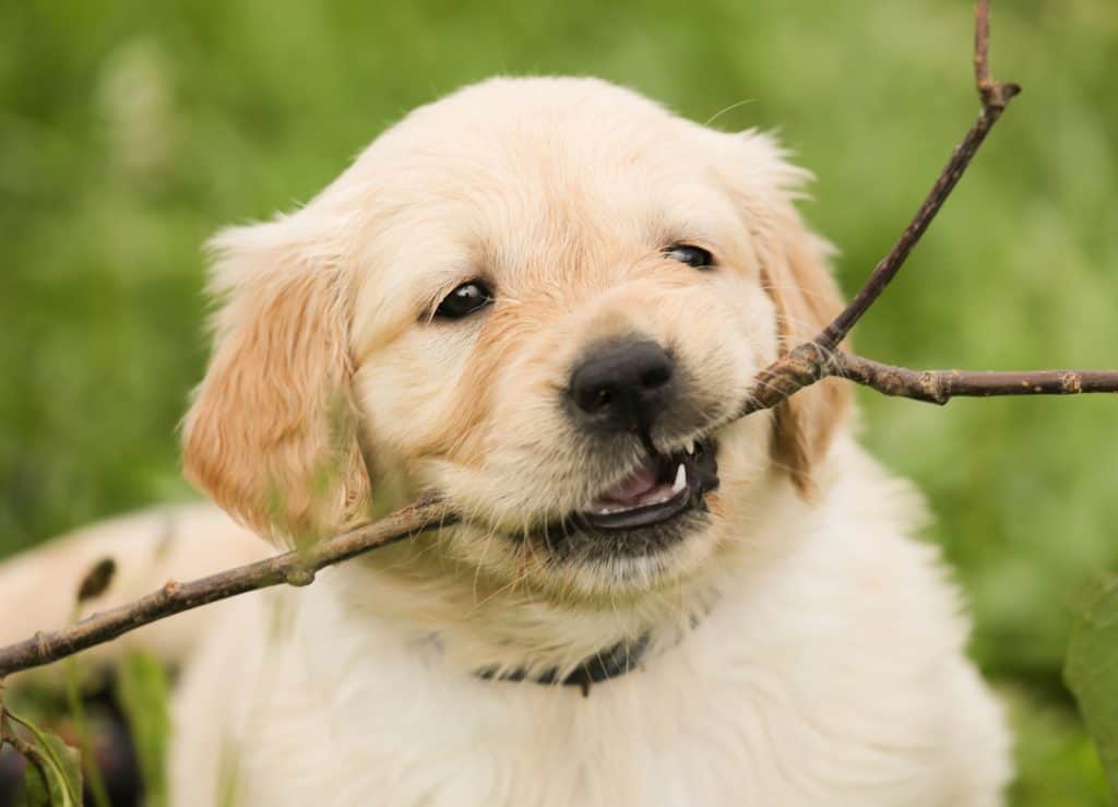 Puppy 1189067 1920
