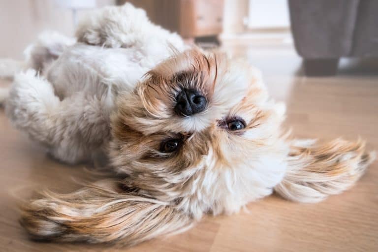 My Dog Won’t Sleep Through the Night: Reasons Why and What to Do