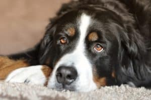 Dog 2668993 1920