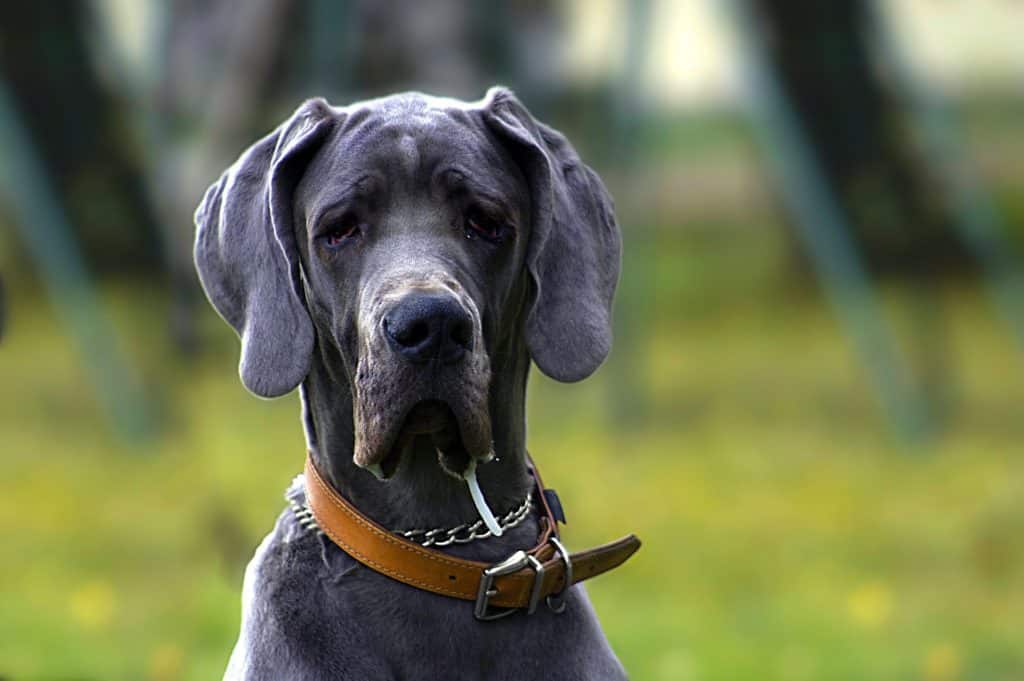 Dog 994709 1920