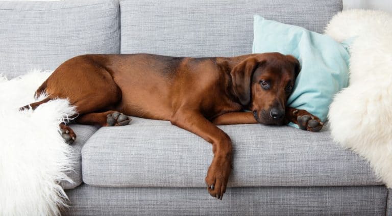 5 Common Large Dog Breed Diseases