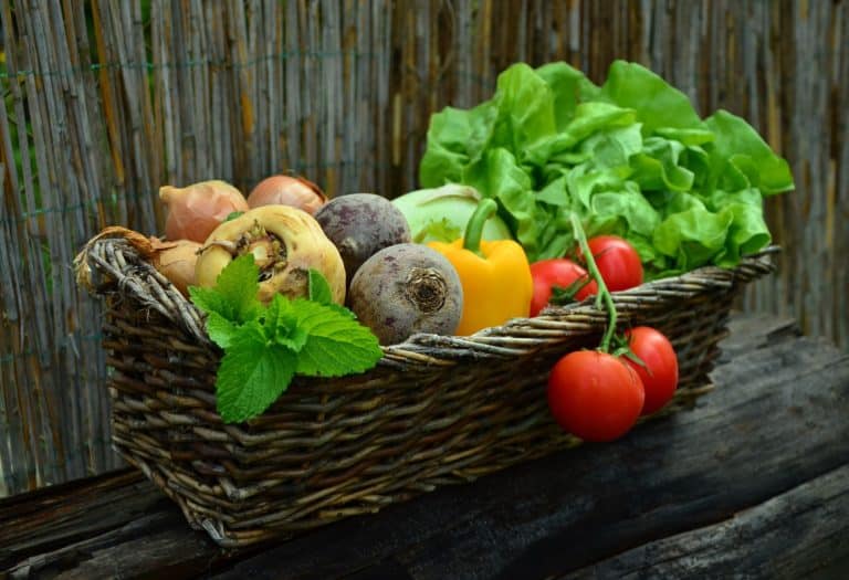 What are the Best Veggies for Dogs?