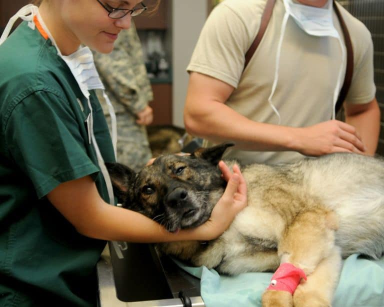 How You Can Establish Yourself as a Self-Employed Vet