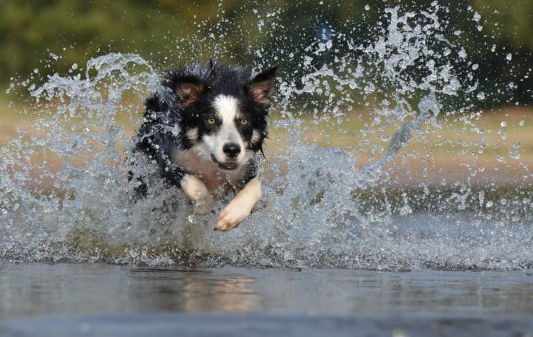Predatory Aggression in Dogs