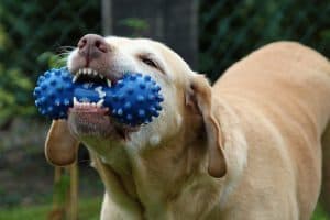 Dog 167663 1920