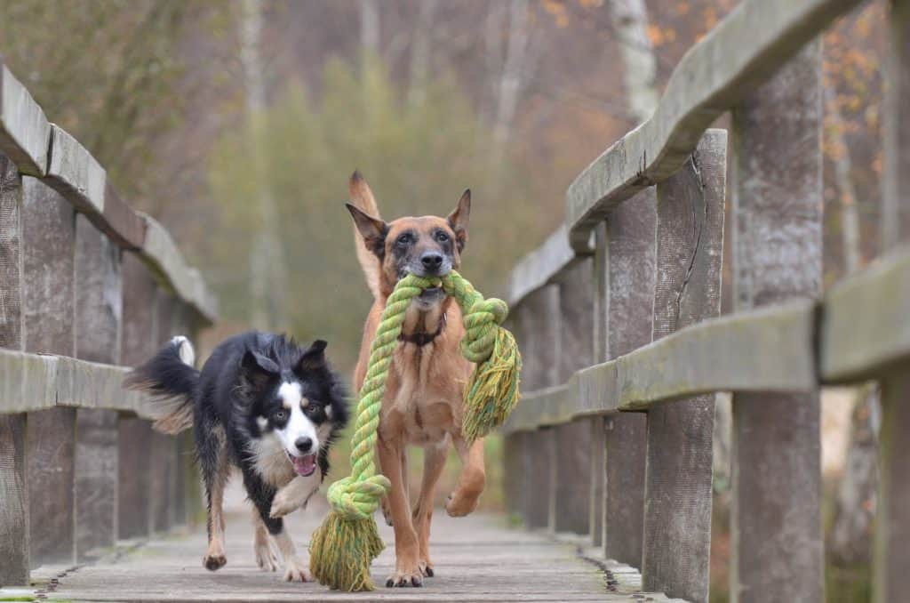Malinois And Border Collie 788032 1920 1
