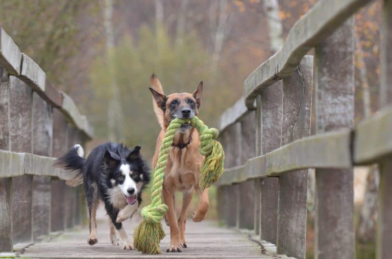 Things to consider before buying dog toys