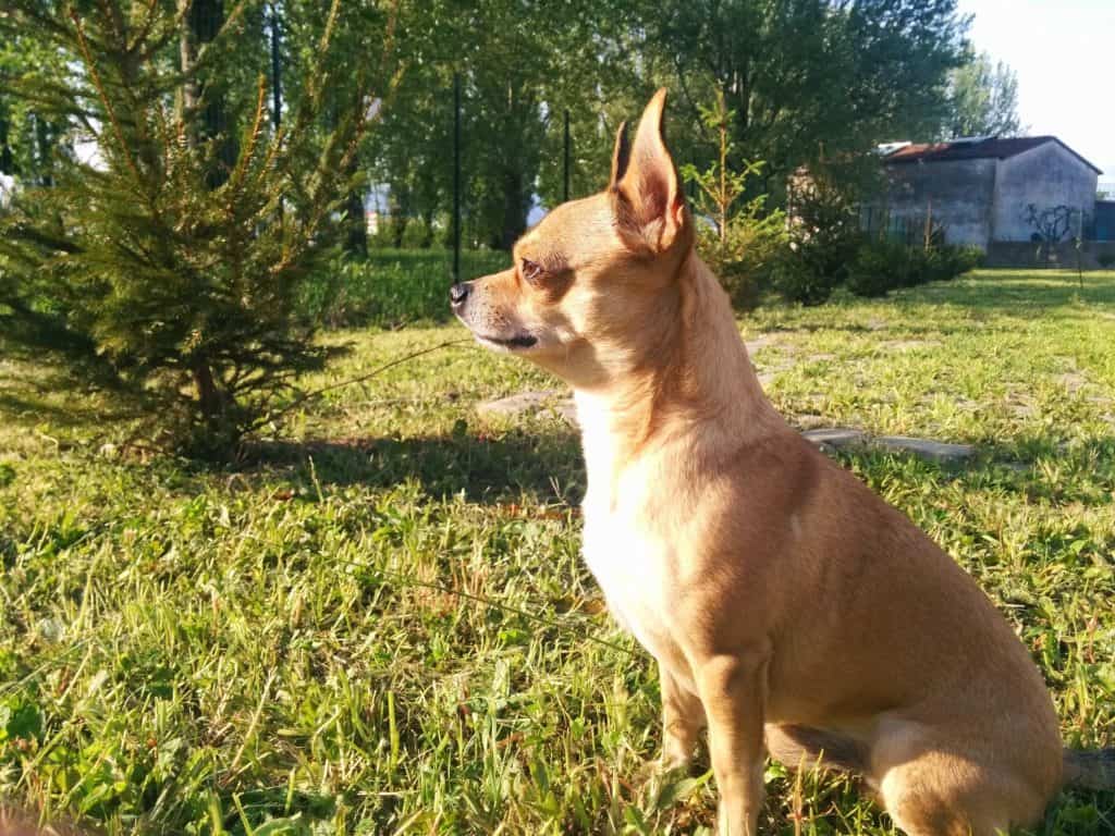 Dog 931312 1920