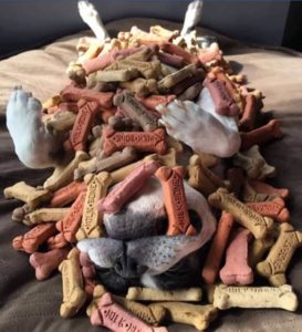 Dogtreat2