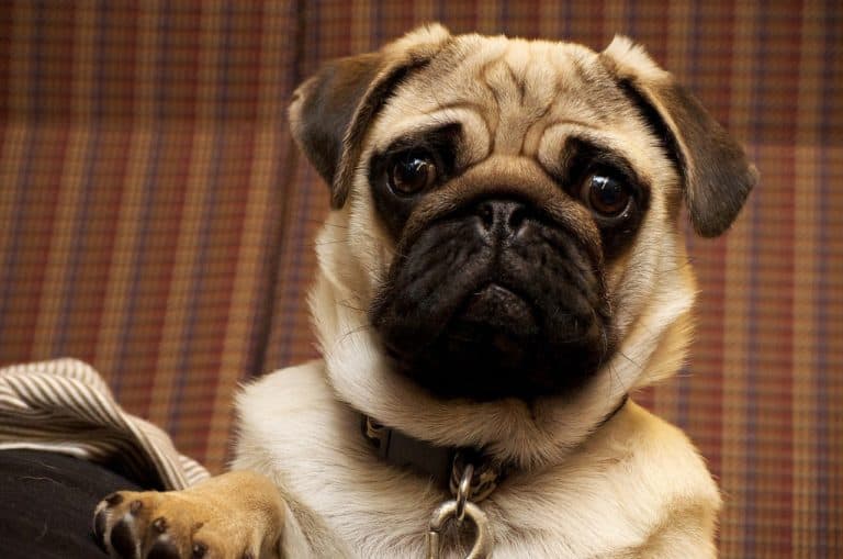 Is a Low Protein Diet for Dogs Needed? Here’s What You Should Know